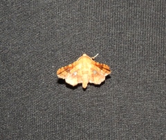 Dysodia granulata