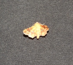 Dysodia granulata
