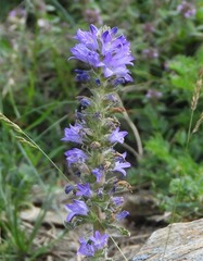 Campanula spicata