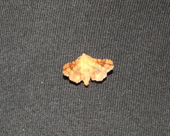 Dysodia granulata