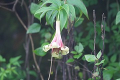 Lilium nepalense