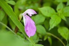 Roscoea purpurea