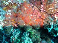 Cinachyra