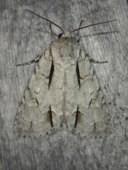 Acronicta laetifica