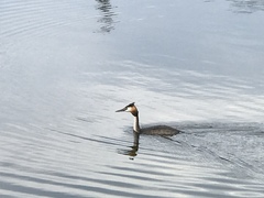 Podiceps cristatus