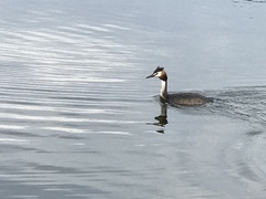 Podiceps cristatus