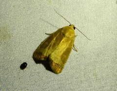 Bagisara albicosta