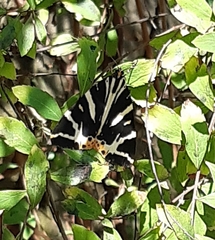 Euplagia quadripunctaria