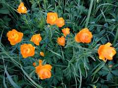 Trollius altaicus