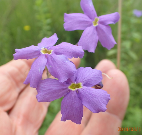 Image of Jamesbrittenia grandiflora by no rights reserved