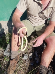 Psammophis brevirostris