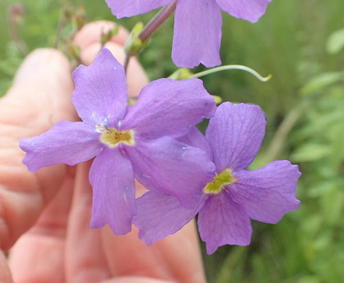 Image of Jamesbrittenia grandiflora by no rights reserved