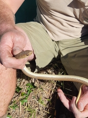 Psammophis brevirostris