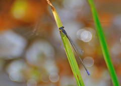 Aciagrion approximans
