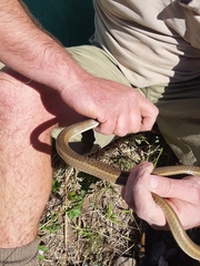 Psammophis brevirostris