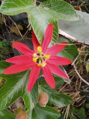 Passiflora manicata