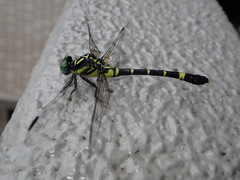Melligomphus viridicostus
