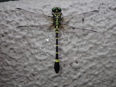 Melligomphus viridicostus