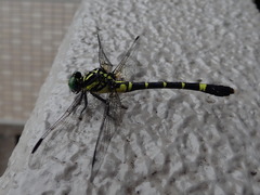 Melligomphus viridicostus
