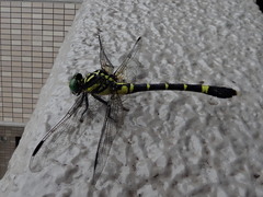 Melligomphus viridicostus