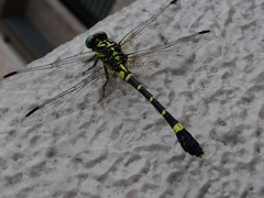 Melligomphus viridicostus