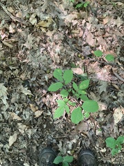 Dirca palustris