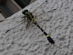 Melligomphus viridicostus