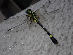 Melligomphus viridicostus