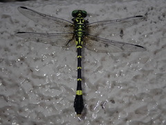 Melligomphus viridicostus