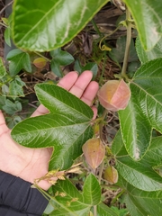 Passiflora manicata