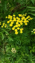 Tanacetum vulgare