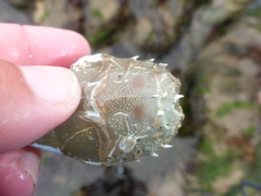 Blepharipoda occidentalis