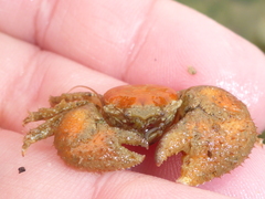 Pachycheles pubescens image