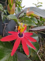 Passiflora manicata