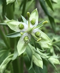 Frasera caroliniensis