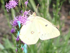 Colias philodice