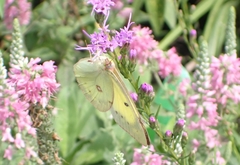 Colias philodice