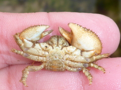 Pachycheles pubescens