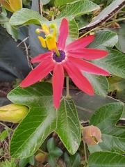 Passiflora manicata