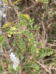 Ormocarpum trichocarpum