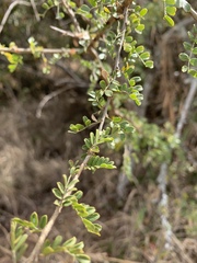 Ormocarpum trichocarpum