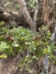 Ormocarpum trichocarpum