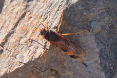 Urocerus flavicornis