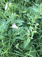 Campanula rapunculoides