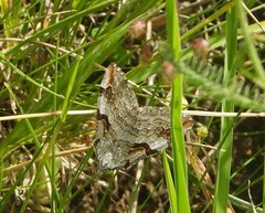 Aplocera praeformata