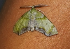 Achrosis incitata