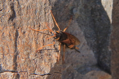 Urocerus flavicornis