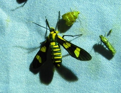 Phoenicoprocta hampsonii