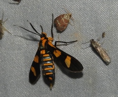 Phoenicoprocta hampsonii