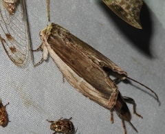 Truncaptera truncata